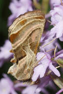 Image of Euchalcia variabilis Piller 1783