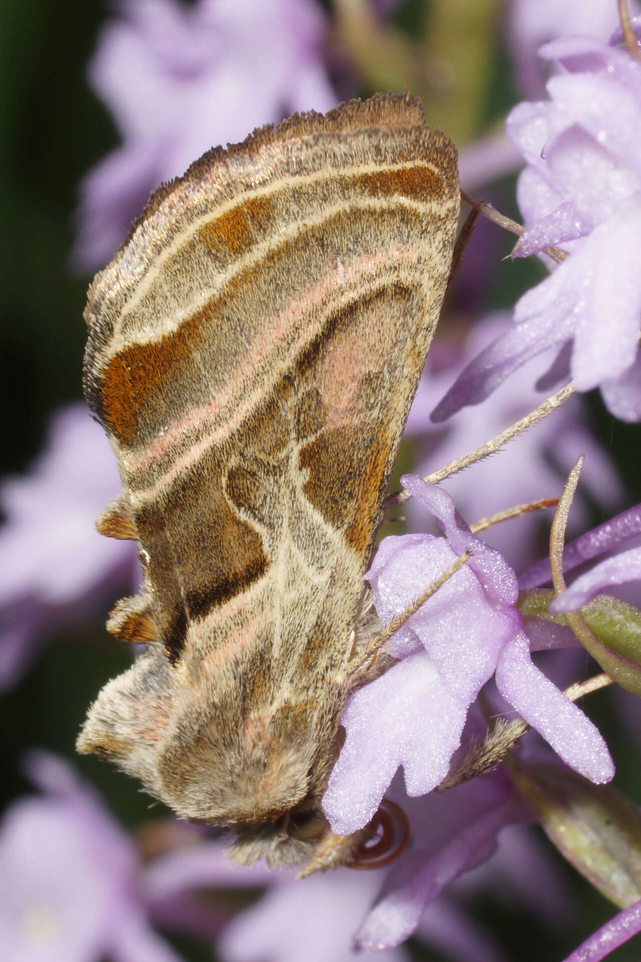 Image of Euchalcia variabilis Piller 1783