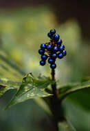 Image of marble berry