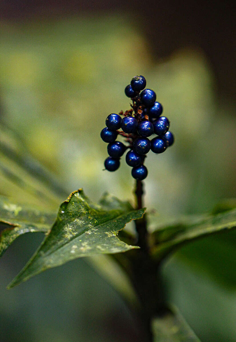 Image of marble berry