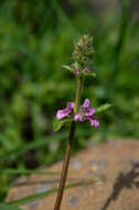 Imagem de Stachys grandidentata Lindl.