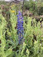 Image of Lupinus multiflorus Desr.