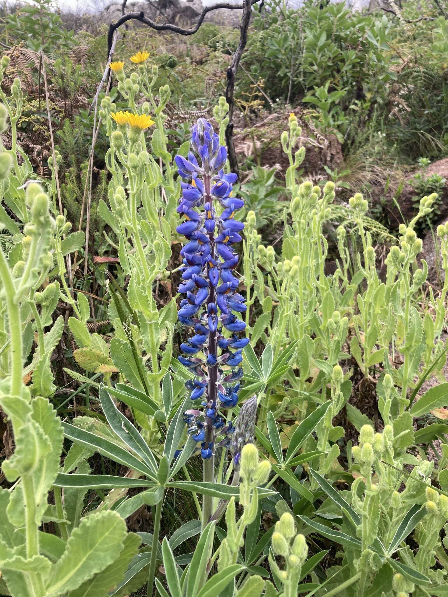 Image of Lupinus multiflorus Desr.