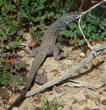 Sivun Aspidoscelis tigris tigris (Baird & Girard 1852) kuva