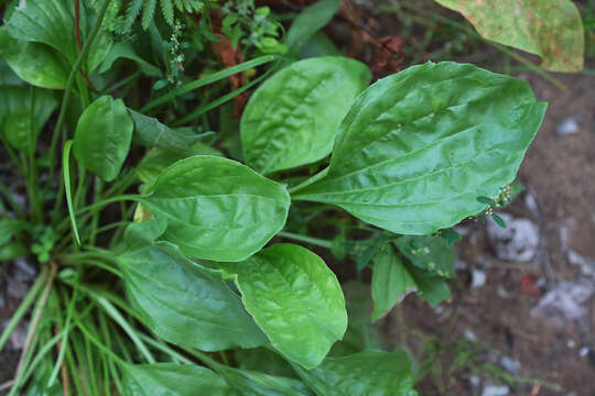 صورة Plantago maxima Juss. ex Jacq.