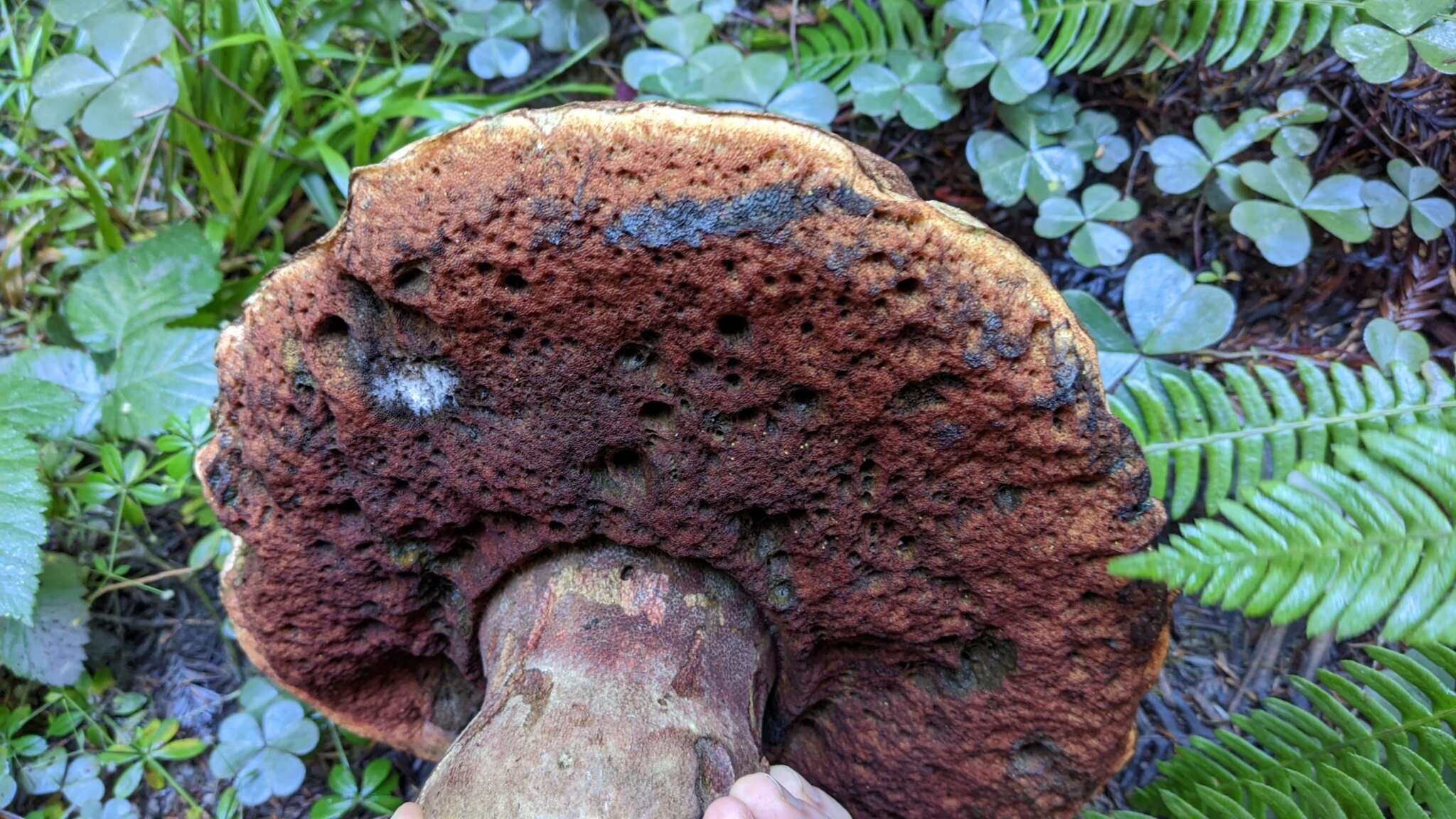 Image of Rubroboletus pulcherrimus (Thiers & Halling) D. Arora, N. Siegel & J. L. Frank 2015