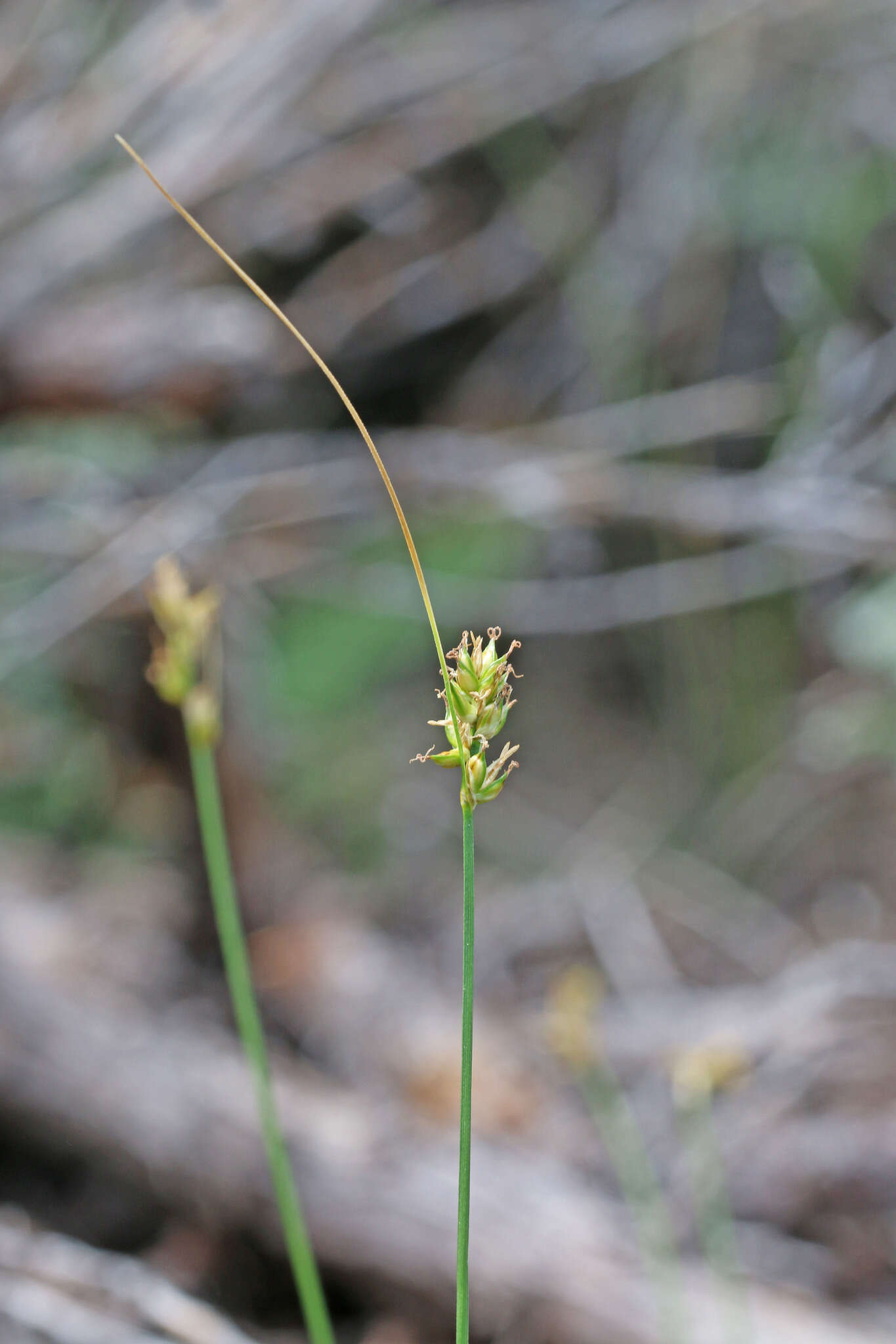 Image of valley sedge