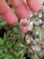 Image of tuber anemone