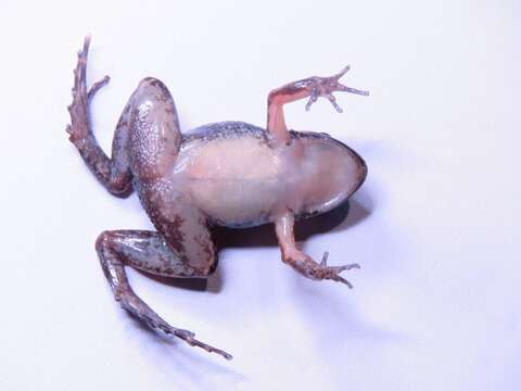 Image of Napo Tropical Bullfrog