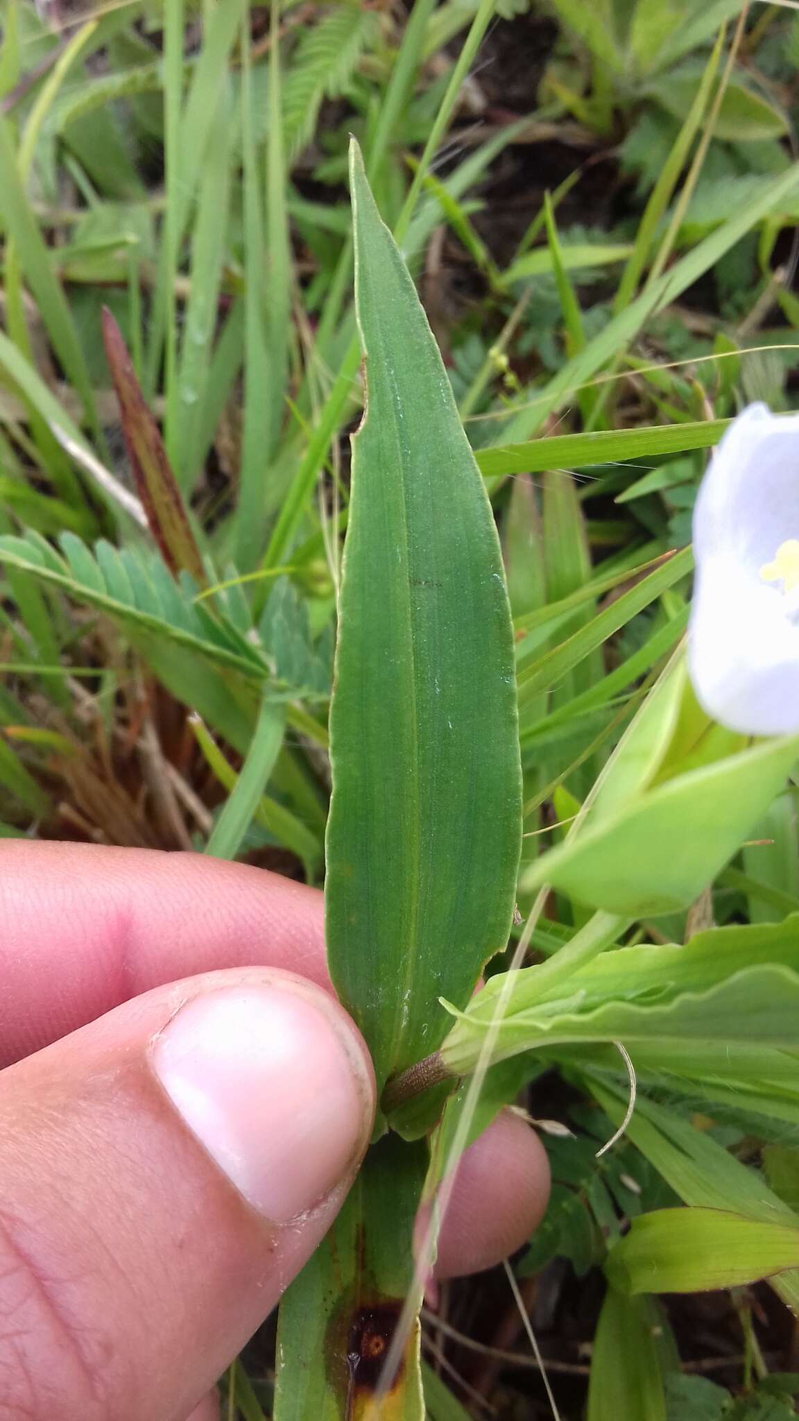 Image of Commelina platyphylla Klotzsch ex Seub.