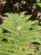 Plancia ëd Polystichum californicum (D. C. Eat.) Diels