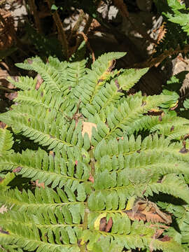 Image of California sword fern