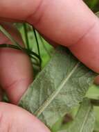Image of Tephroseris longifolia (Jacq.) Griseb. & Schenk