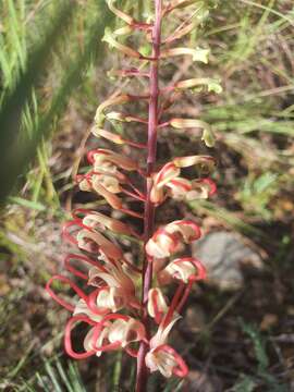 Image of Grevillea dryandri R. Br.