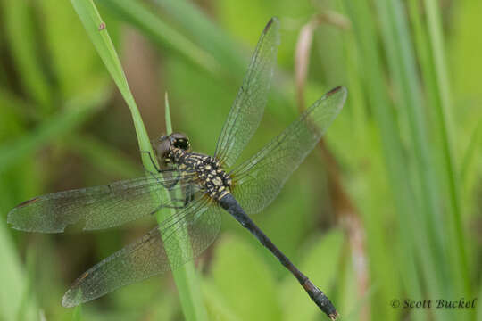 Image of Seaside Dragonlet