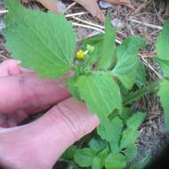 Image of Smooth peruvian daisy