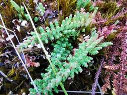 Image of Hypericum goyanesii Cuatrec.