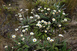 Plancia ëd Celmisia verbascifolia subsp. verbascifolia