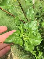 Image of cucumberleaf sunflower