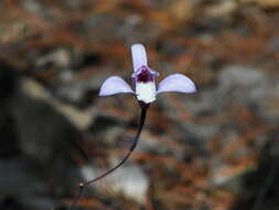 Image of Bletia lilacina A. Rich. & Galeotti