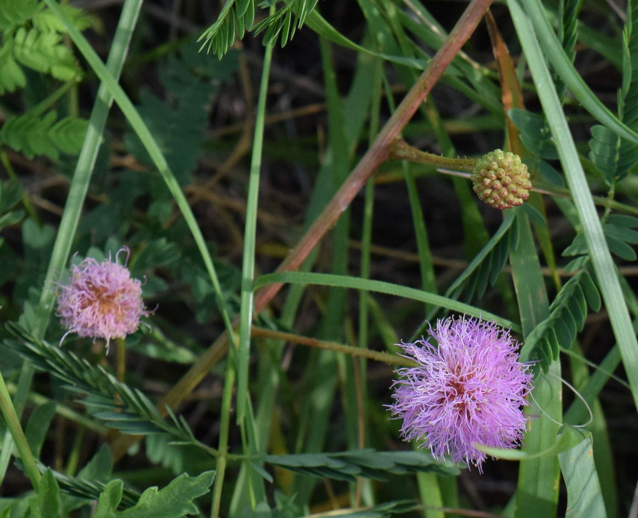 Imagem de Mimosa quadrivalvis var. platycarpa (A. Gray) Barneby