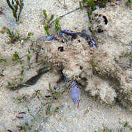 Image of Grey moray