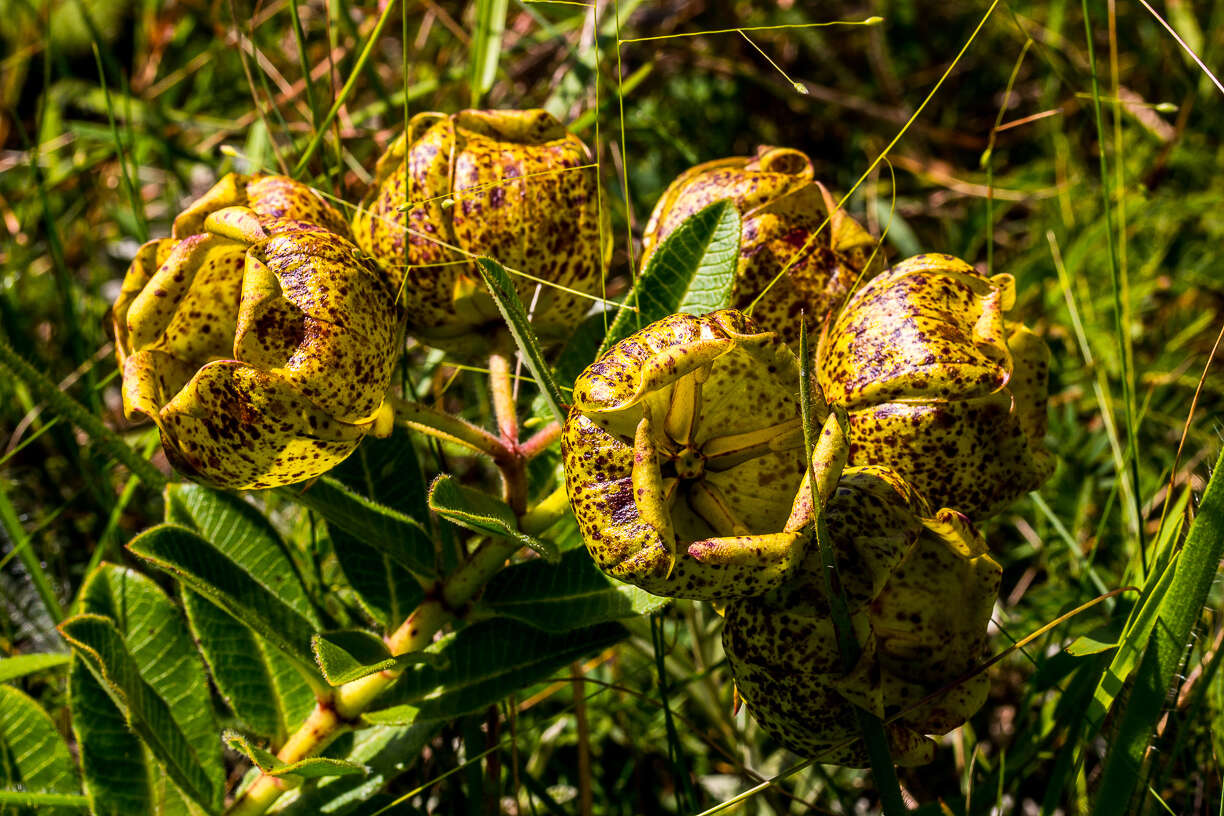 Sivun Pachycarpus grandiflorus (L. fil.) E. Mey. kuva