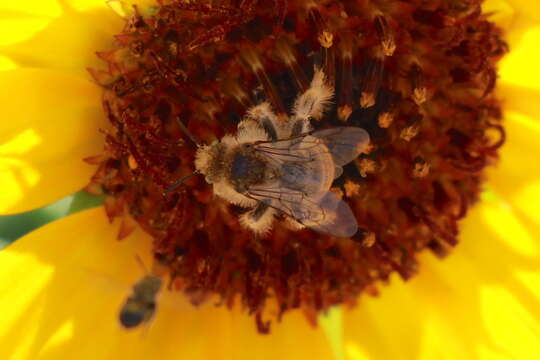 Image of Sunflower Chimney Bee