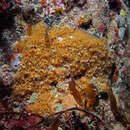 Image of massive beige horny sponge