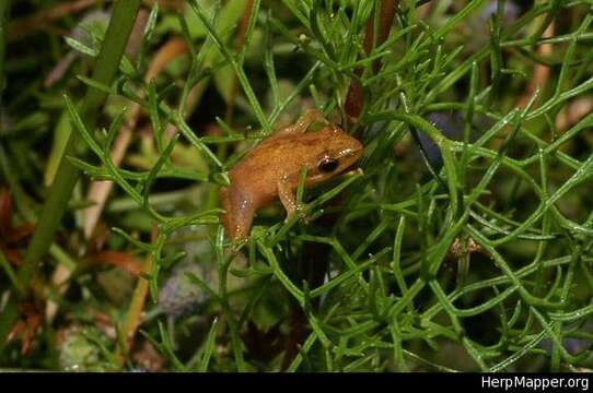 Image of Black-spotted Tree Frog