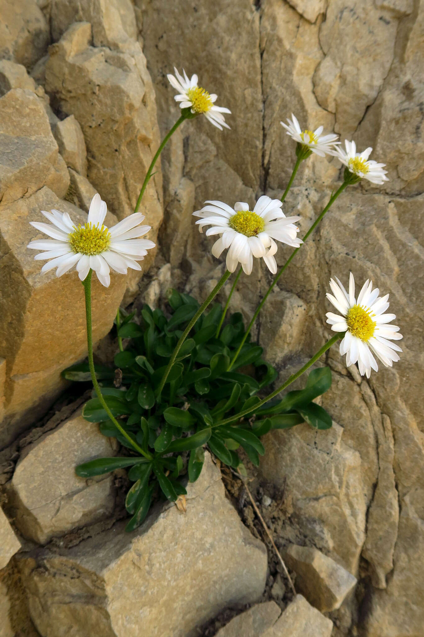 Image of Garrett's fleabane