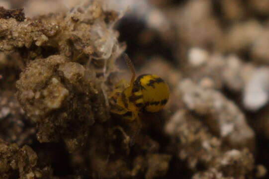 Image of Globular springtail