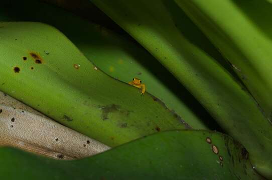 Image of Golden rocket frog