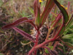 Euphorbia cuphosperma (Engelm.) Boiss. resmi