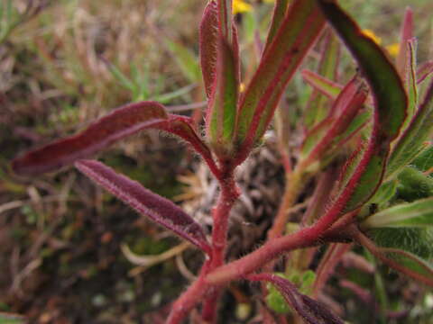 Image of hairy-fruit spurge