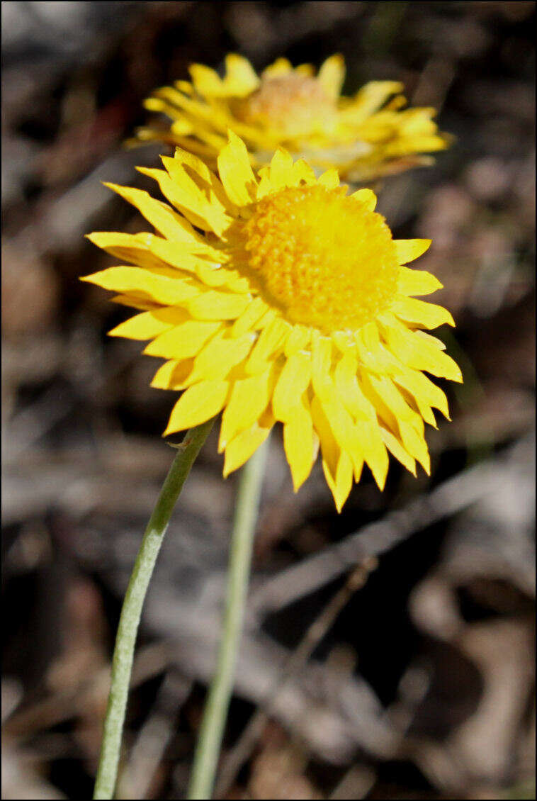 Image of Leucochrysum albicans (A. Cunn.) P. G. Wilson