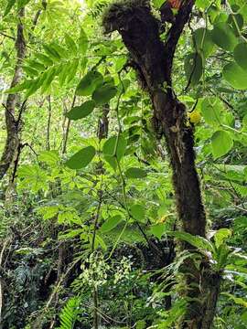 Image of Begonia glabra Aubl.