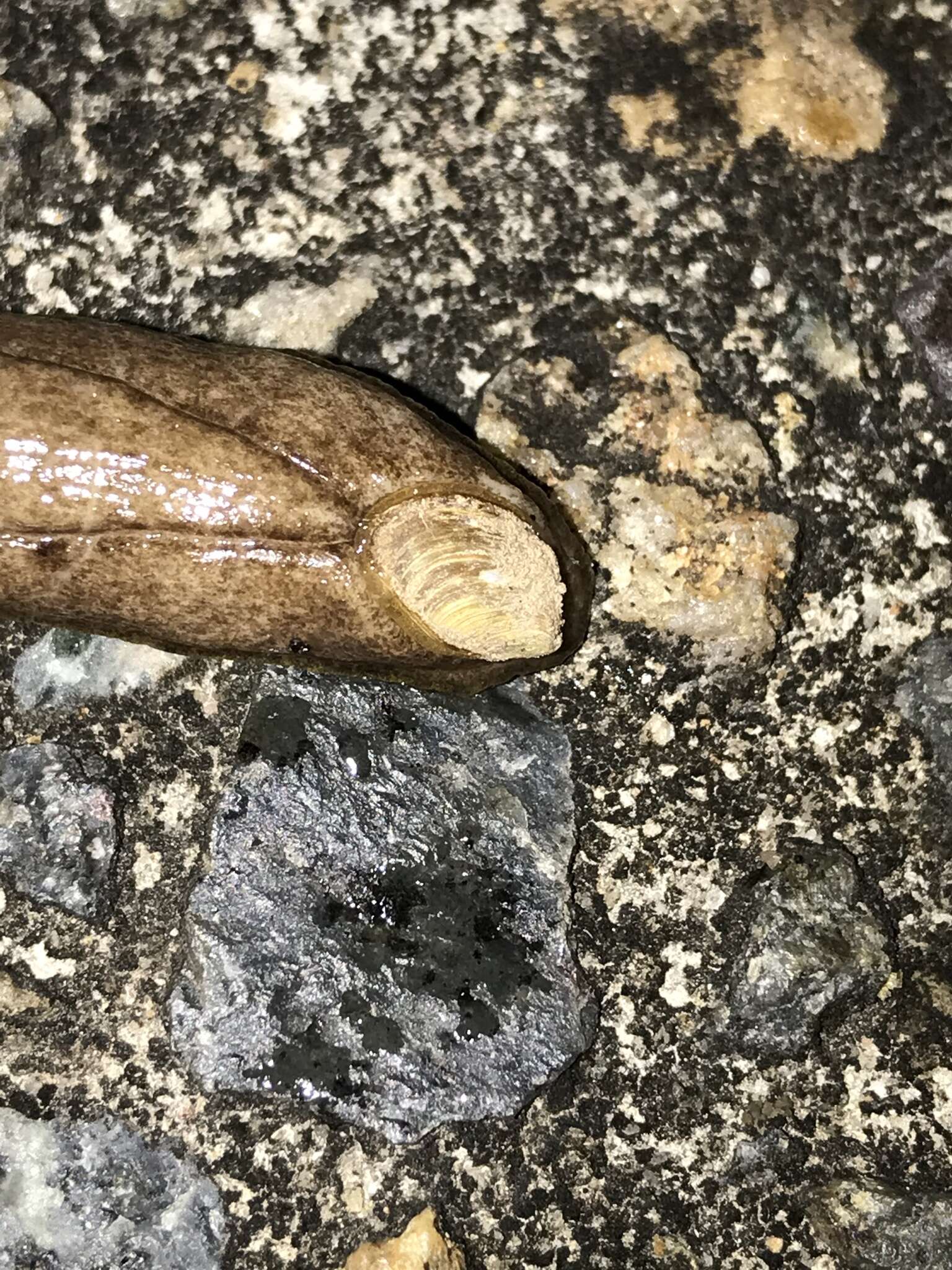 Image of Shelled slug