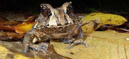 Image of Bahia Forest Frog