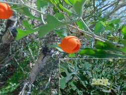 Image of Ibervillea sonorae (S. Watson) Greene