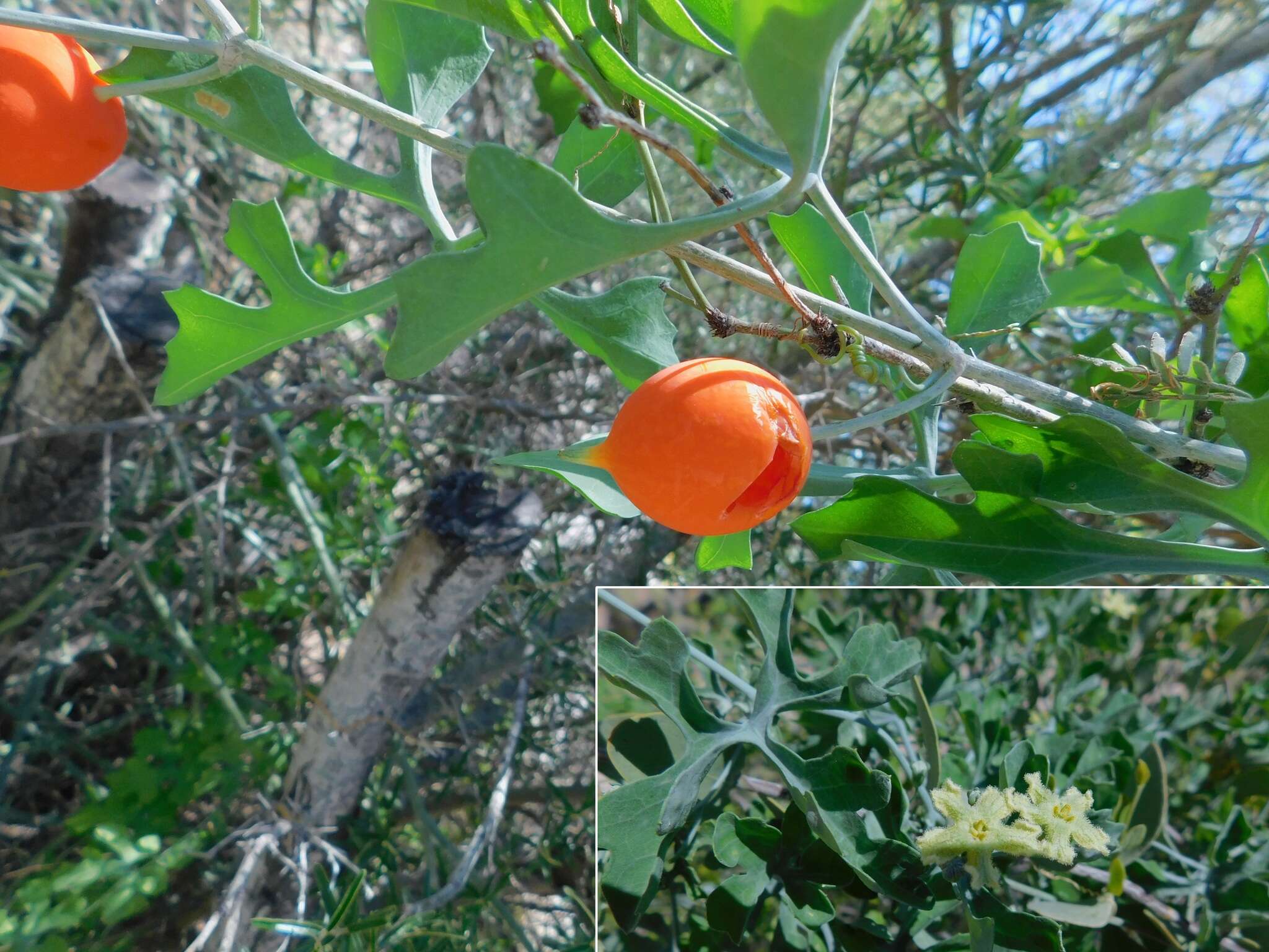 Image of Ibervillea sonorae (S. Watson) Greene