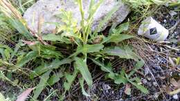 Image of moist sowthistle