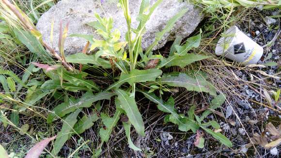 Plancia ëd Sonchus arvensis subsp. uliginosus (M. Bieb.) Nym.