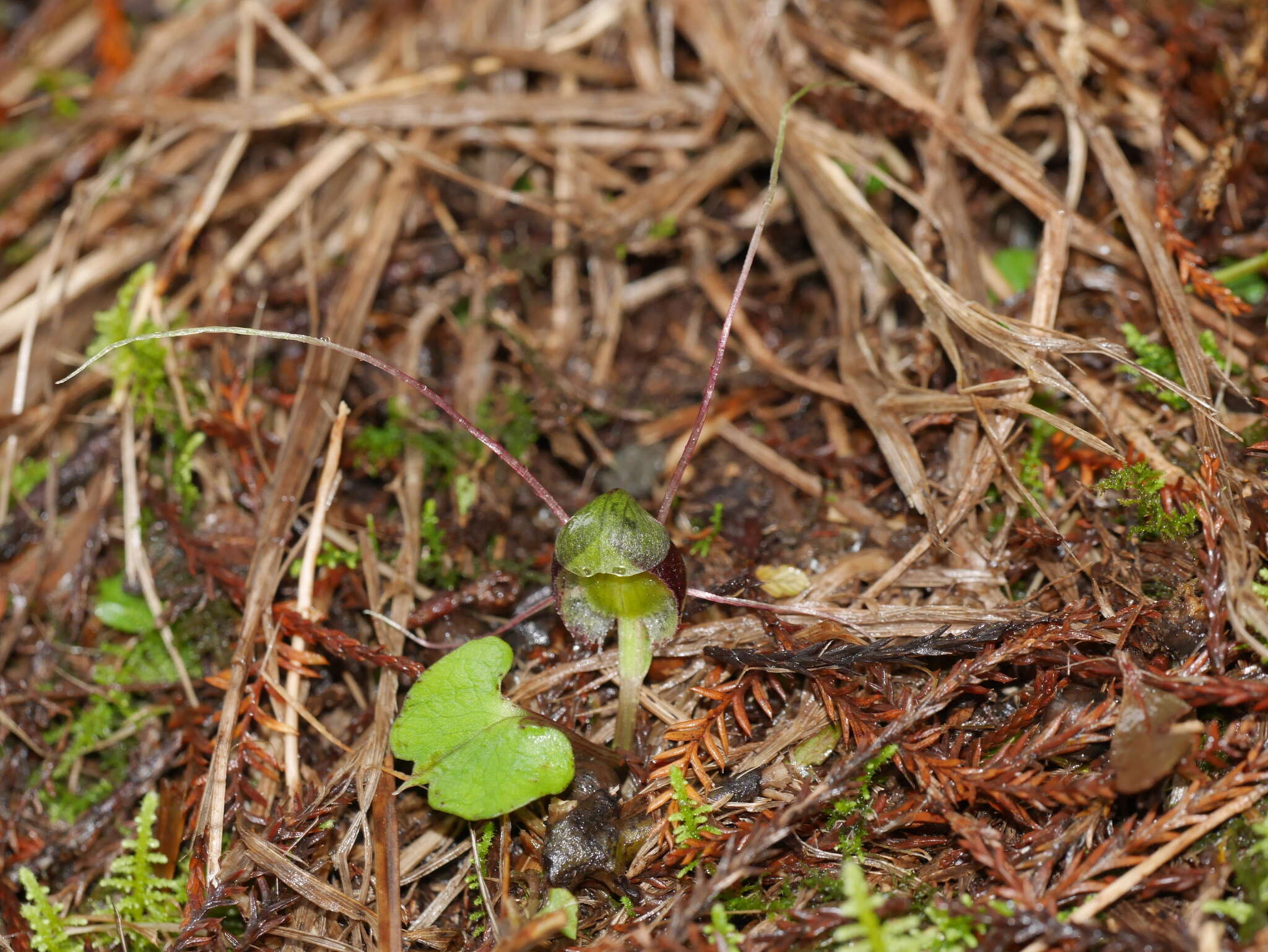 Image of Corybas vitreus Lehnebach