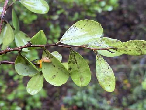 Sivun Diospyros humilis (R. Br.) F. Muell. kuva