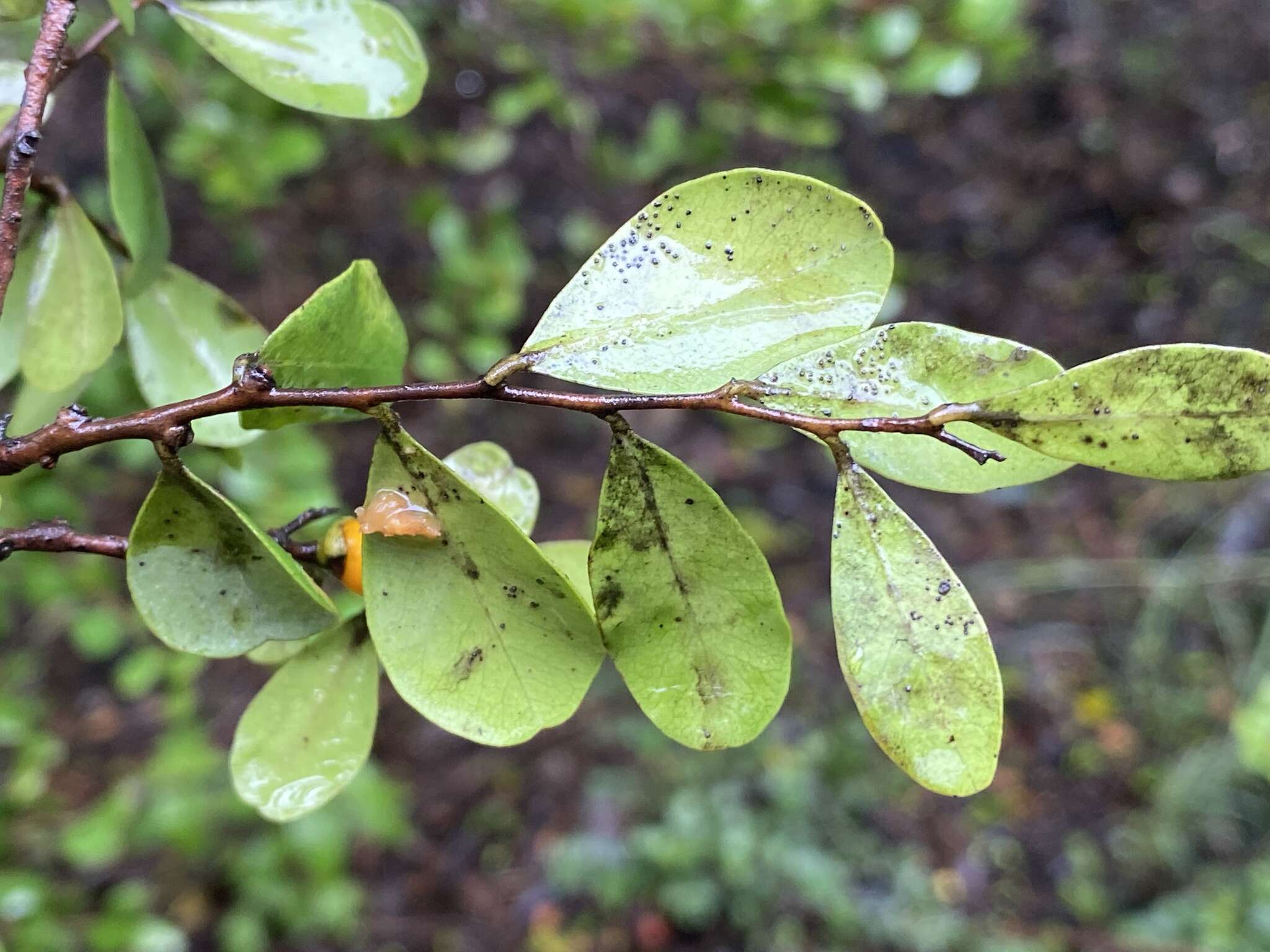 Image of Diospyros humilis (R. Br.) F. Muell.