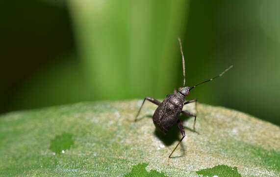 Image of Proboscidocoris malayus Reuter 1908