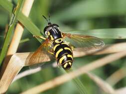 Image de Chrysotoxum elegans Loew 1841