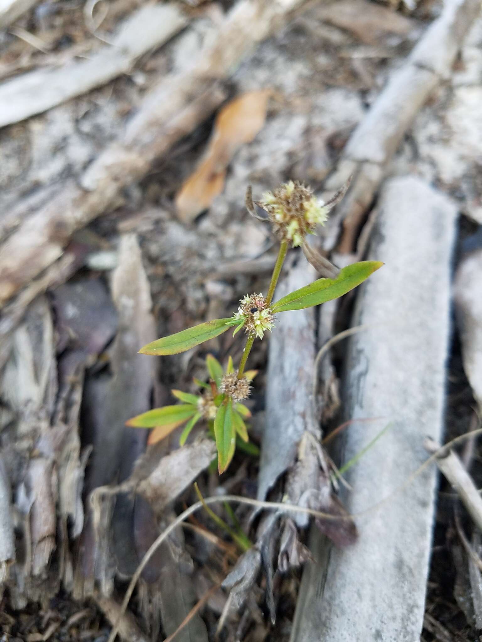 Imagem de Spermacoce prostrata Aubl.