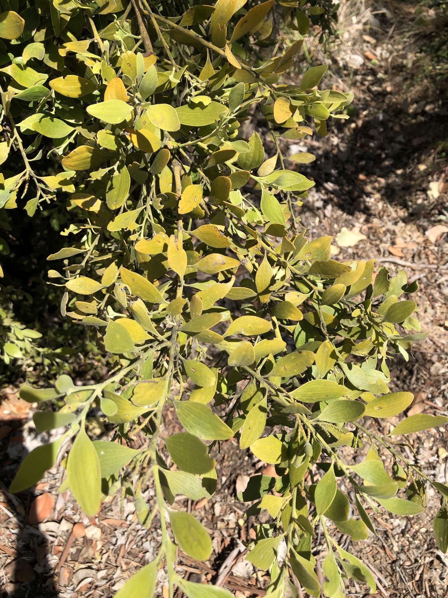 Image of Exocarpos latifolius R. Br.